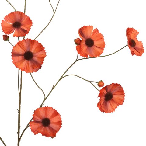 COSMOS SPRAY 124CM BROWN