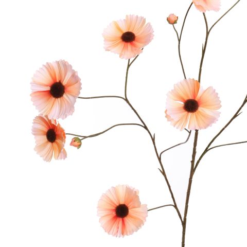 COSMOS SPRAY 124CM SALMON