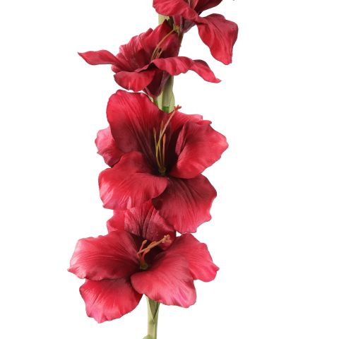GLADIOLUS 85CM BURGUNDY
