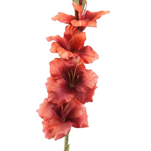 GLADIOLUS 85CM MASSALA