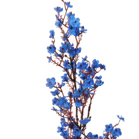 GYPSOPHILA 78CM BLUE