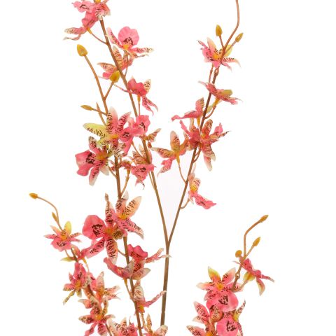 ONCIDIUM 98CM PINK