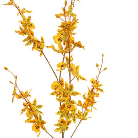 ONCIDIUM 98CM YELLOW