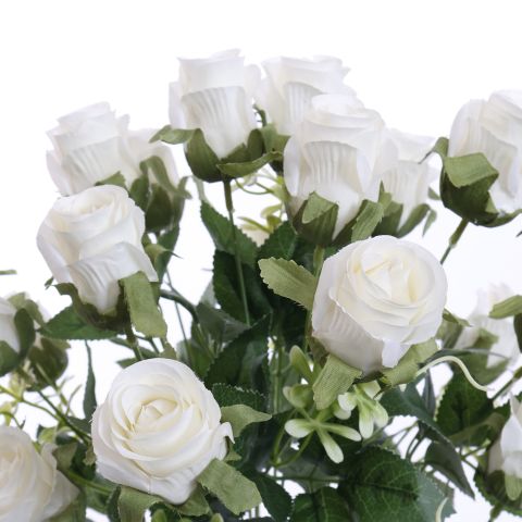 ROSEBUD X18 BUSH 50CM WHITE