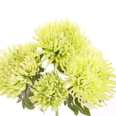 SPIDER MUM BUSH 55CM GREEN