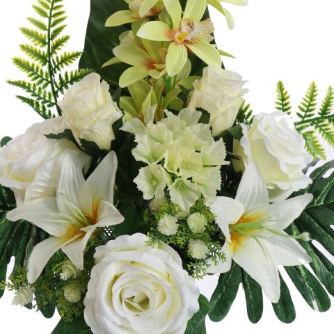 ROSE CYMBIDIUM X14 BUSH 60CM CREAM