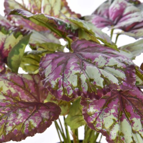PLANT X 7 IN POT 35CM ASSORTED