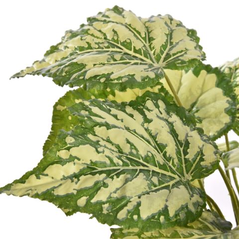 PLANT X 7 IN POT 35CM ASSORTED