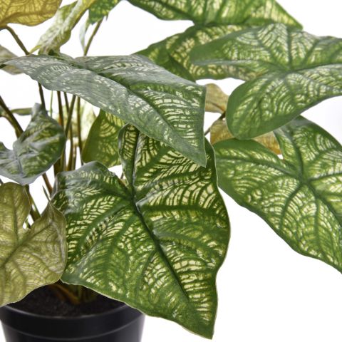PLANT X 7 IN POT 35CM ASSORTED