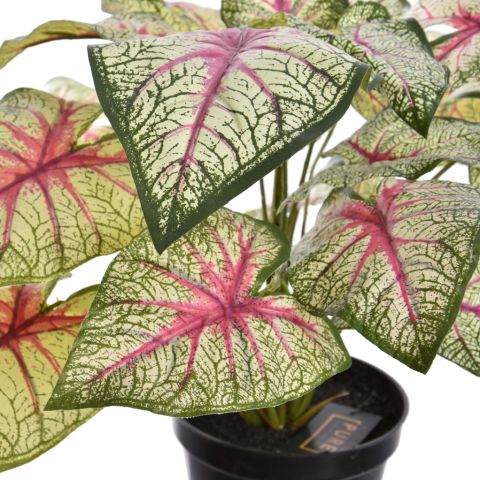PLANT X 7 IN POT 35CM ASSORTED