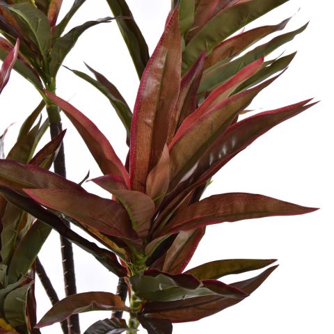 CORDYLINE PLANT 90CM RED