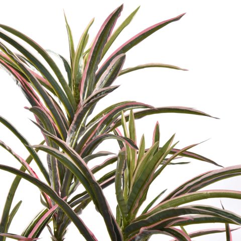 DRACENA MARGINATA 90CM GREEN