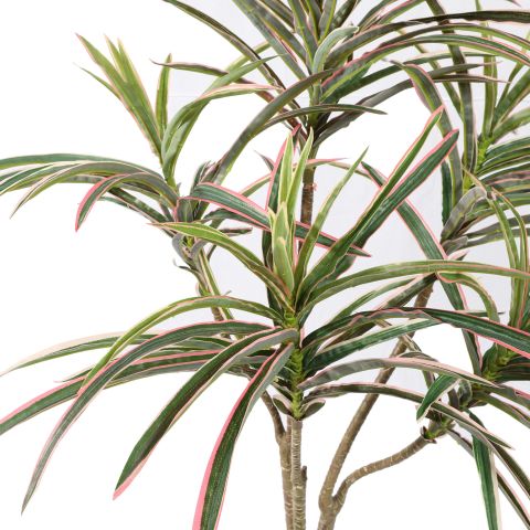 DRACENA MARGINATA 90CM GREEN