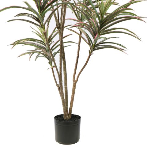 DRACENA MARGINATA 90CM GREEN