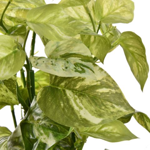 POTHOS PLANT 38CM IN POT WHITE GREEN