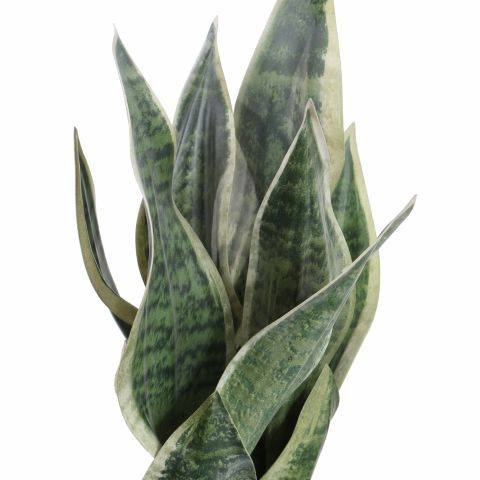 SANSEVERIA IN CEMENT POT 45CM GREEN YELLOW
