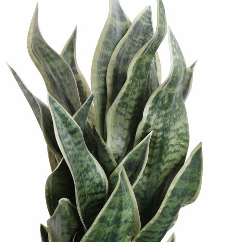 SANSEVERIA IN CEMENT POT 65CM GREEN YELLOW