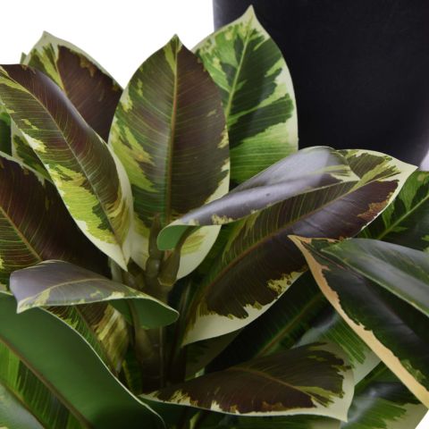RUBBER PLANT 35CM IN POT ASSORTED