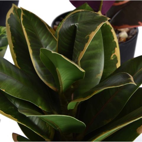 RUBBER PLANT 35CM IN POT ASSORTED