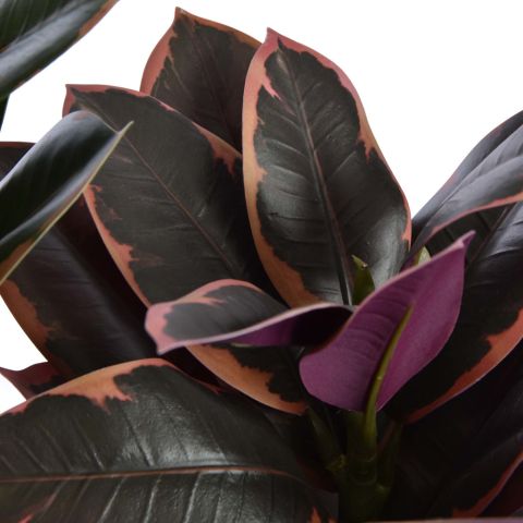 RUBBER PLANT 35CM IN POT ASSORTED