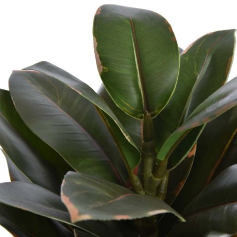 RUBBER PLANT 35CM IN POT ASSORTED