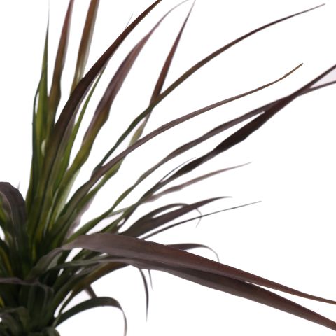 ZAMIFOLIA PLANT X 15 100CM GREEN