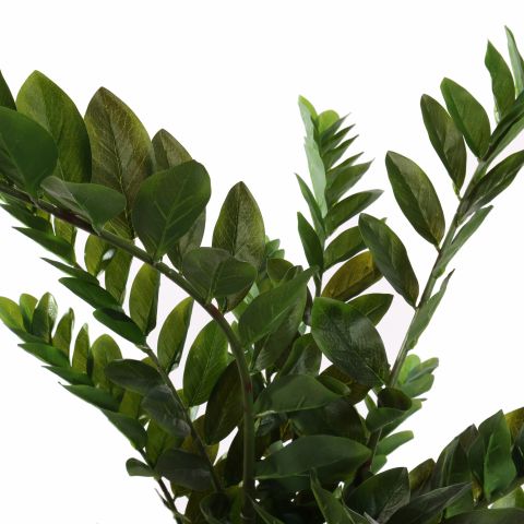 ZAMIFOLIA PLANT X 15 100CM GREEN