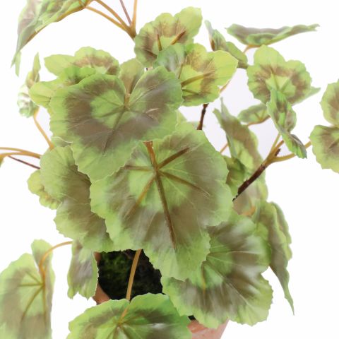 GERANIUM PLANT 23CM GREEN