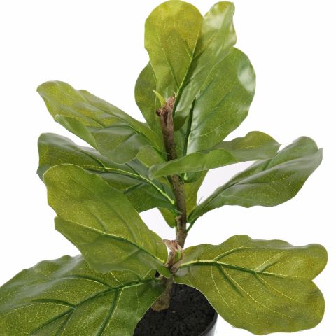 FIDDLE LEAF PLANT 35CM GREEN