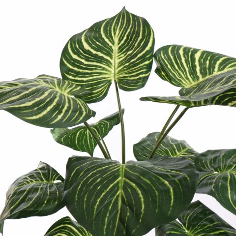 ZEBRA PLANT 90CM GREEN