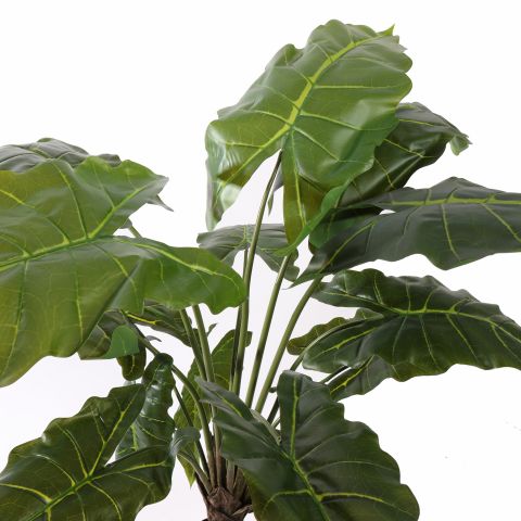 ALOCASIA PLANT 100CM GREEN
