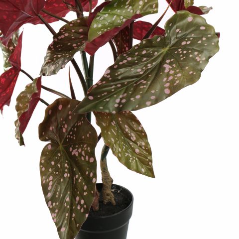 SPOTTED BEGONIA 60CM GREEN