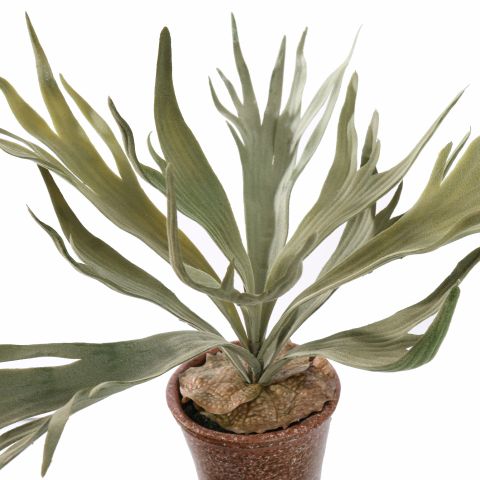 STAGHORN IN POT 30CM GREEN