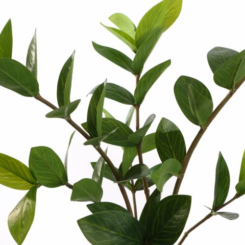 ZAMIFOLIA PLANT IN POT 50CM GREEN