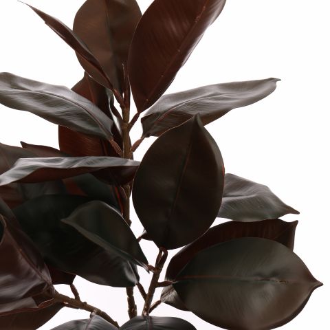 RUBBER LEAF TREE 65CM BURGUNDY
