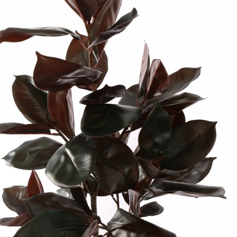 RUBBER LEAF TREE 115CM BURGUNDY