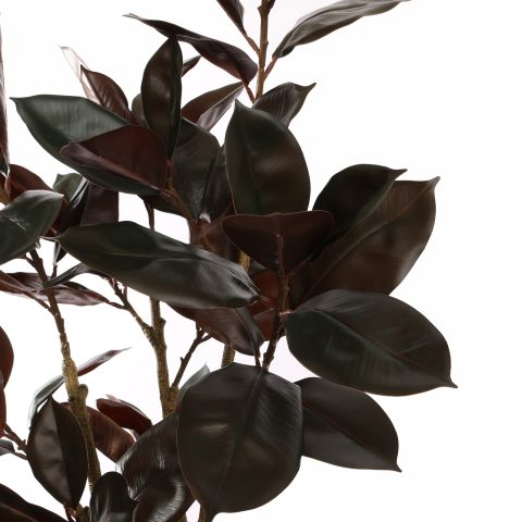 RUBBER LEAF TREE 155CM BURGUNDY