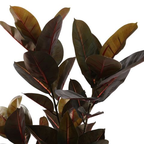 BLACK RUBBER PLANT 90CM BURGUNDY