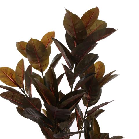 BLACK RUBBER PLANT 120CM BURGUNDY