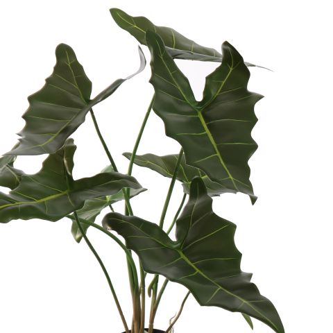 ALOCASIA 70CM GREEN