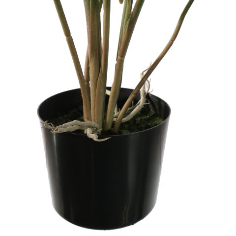 ALOCASIA 70CM GREEN