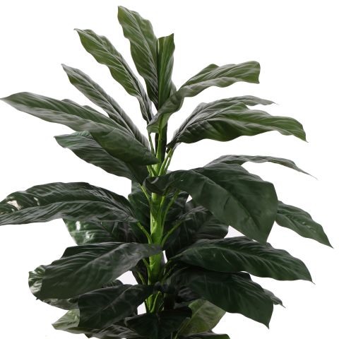 EVERGREEN PLANT 180CM GREEN