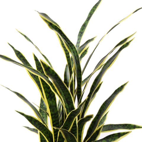 SANSEVERIA IN POT 140CM GREEN YELLOW