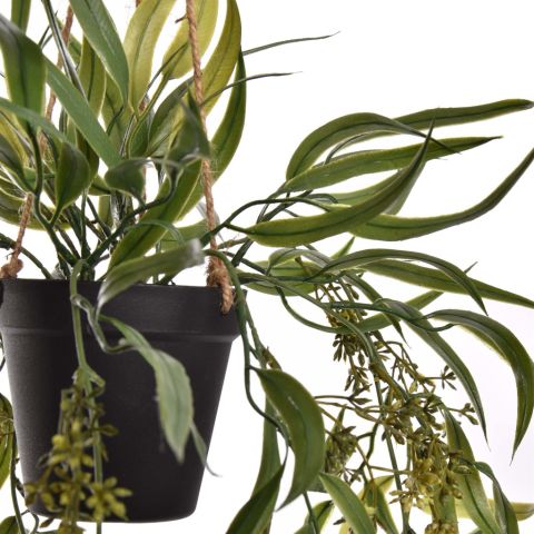 WEEPING WILLOW IN POT 60CM GREEN