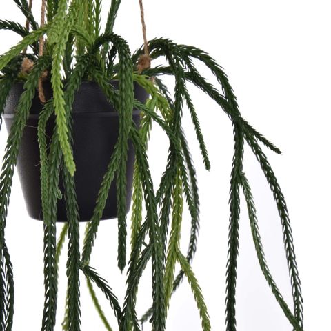 LYCOPODIACEAE HANGING IN POT 85CM GREEN