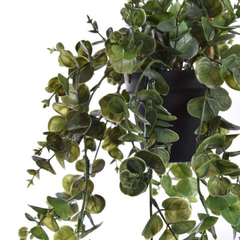 EUCALYPTUS HANGING IN POT 50CM GREEN