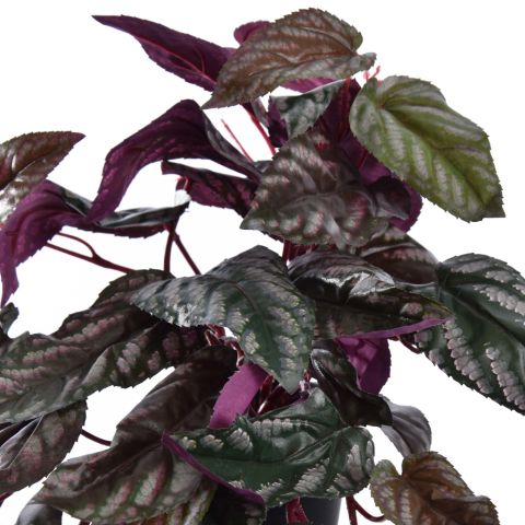 HANGING RED BACK CISSUS IN POT GREEN