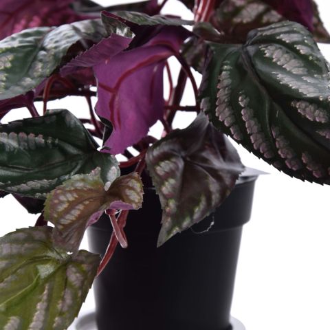 HANGING RED BACK CISSUS IN POT GREEN
