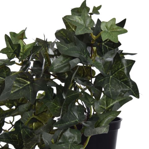 HANGING BUSH IN POT 60CM ENGLISH