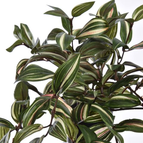 HANGING BUSH IN POT 60CM WANDERING